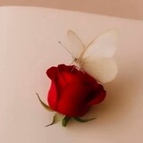 faiza ashraf_1858