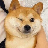 yizhiyezai_