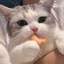 これなんでneko_ritan
