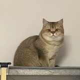 ______taoyanluosifen