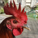 Ronald Desalisa_2769