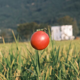 tanchixihongshi