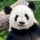 qingtuangongzhu