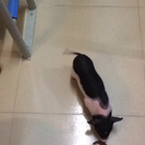 wuchanjiejihoubuyuan