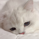 sh___ianzhulin