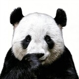 aiqingwuyu