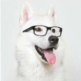 quanboshidr_dog