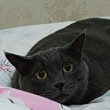 shiwengwenga