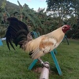 AVCGAMEFARM