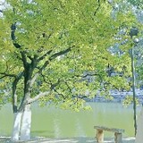 ruoshuiqingfengya