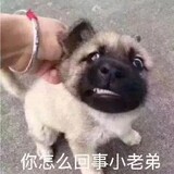 yizhizhimo