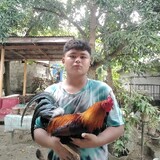 DCB gamefowls