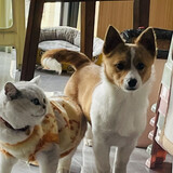 zaizaihetudou