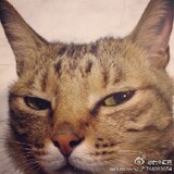 shufensi