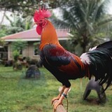 SEC_Doktor_gamefarm