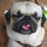 LizzythePug-ibig