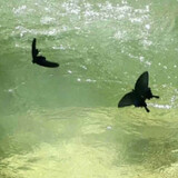 dobogi_