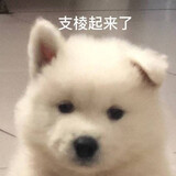 chaojixiaodongao