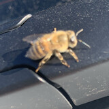 xuedingebuyanghajimi