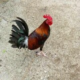 RJBackyardGamefowl