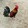 RJBackyardGamefowl