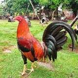 Dela Vega Gamefowl