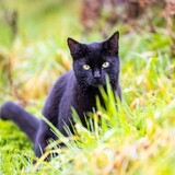 cat_masti_s2t