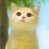 ___mibaishitong
