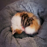 cat-m-m