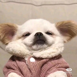 pupuvvv