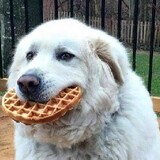 Sir_Waffalot