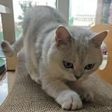 fenggeliulangtianya