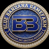 BLUE BANDANA GF