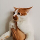 wenyibiao