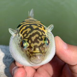 jiyeluya