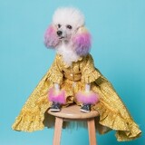 Candy the Poodle