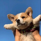 labwhiz