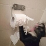 miaomiaobenmie