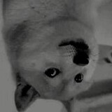 windydoge_l