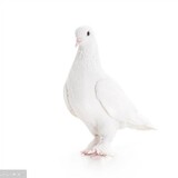 gugugupigeon