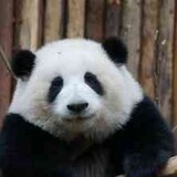 Xiongmaoyouzaishequ