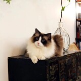 luludejia