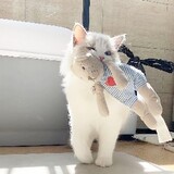 baimimeiyoufan