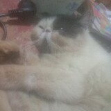 Tiara dan kucing2