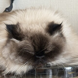 ななみshishenshi______