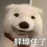 congcongben_