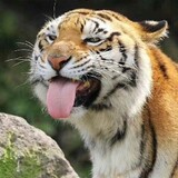 mingtianjie___baohe