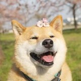 jiandaoyugougou