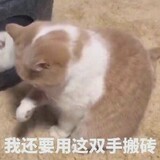 chuidabu_______