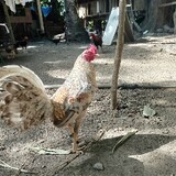 7M1A_GameFowl